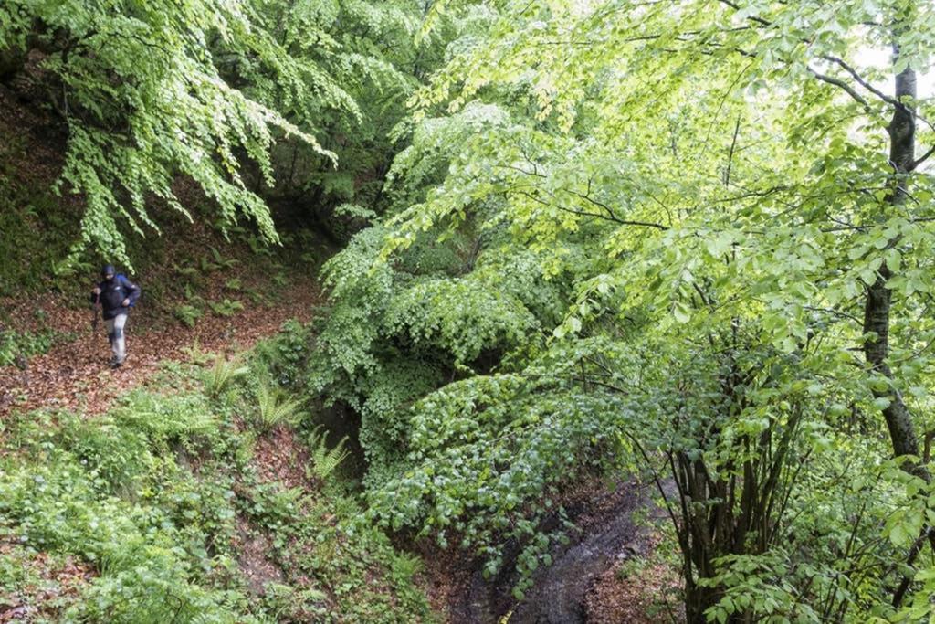 Los Molinos - Atico En Montana De Asturias Felechosa Dış mekan fotoğraf